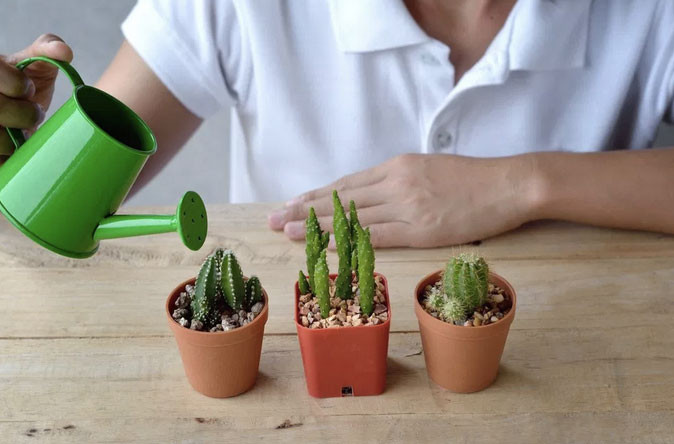 7 Cara Merawat Kaktus Mini Yang Benar Agar Tumbuh Subur