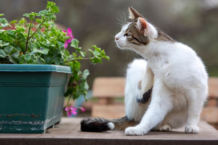 6 Cara Menghilangkan Kutu Kucing Yang Efektif