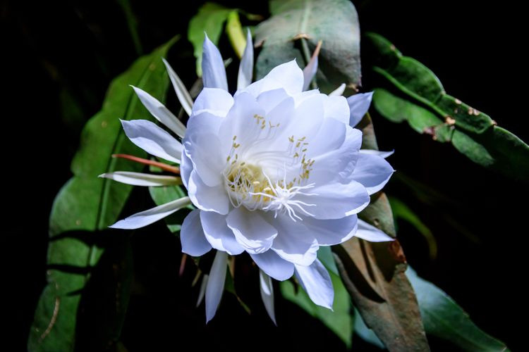 Bunga Wijaya Kusuma, Mitos Dan Manfaatnya Untuk Kesehatan