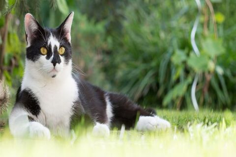 Jangan dipukul,Begini 8 Cara Mengusir Kucing dengan Baik