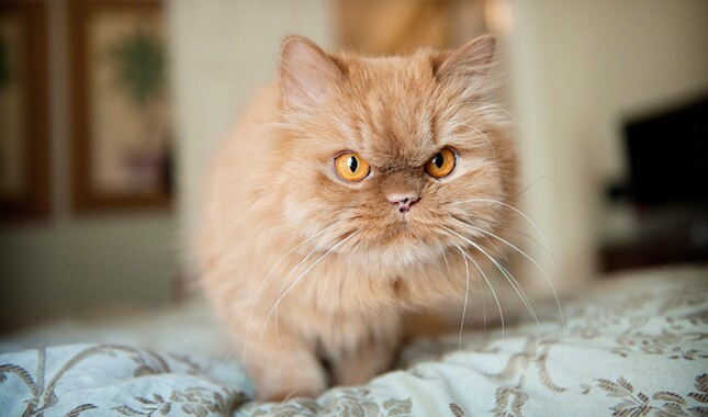 Tampak Menggemaskan, Ini 11 Cara Merawat Kucing Persia Agar Sehat