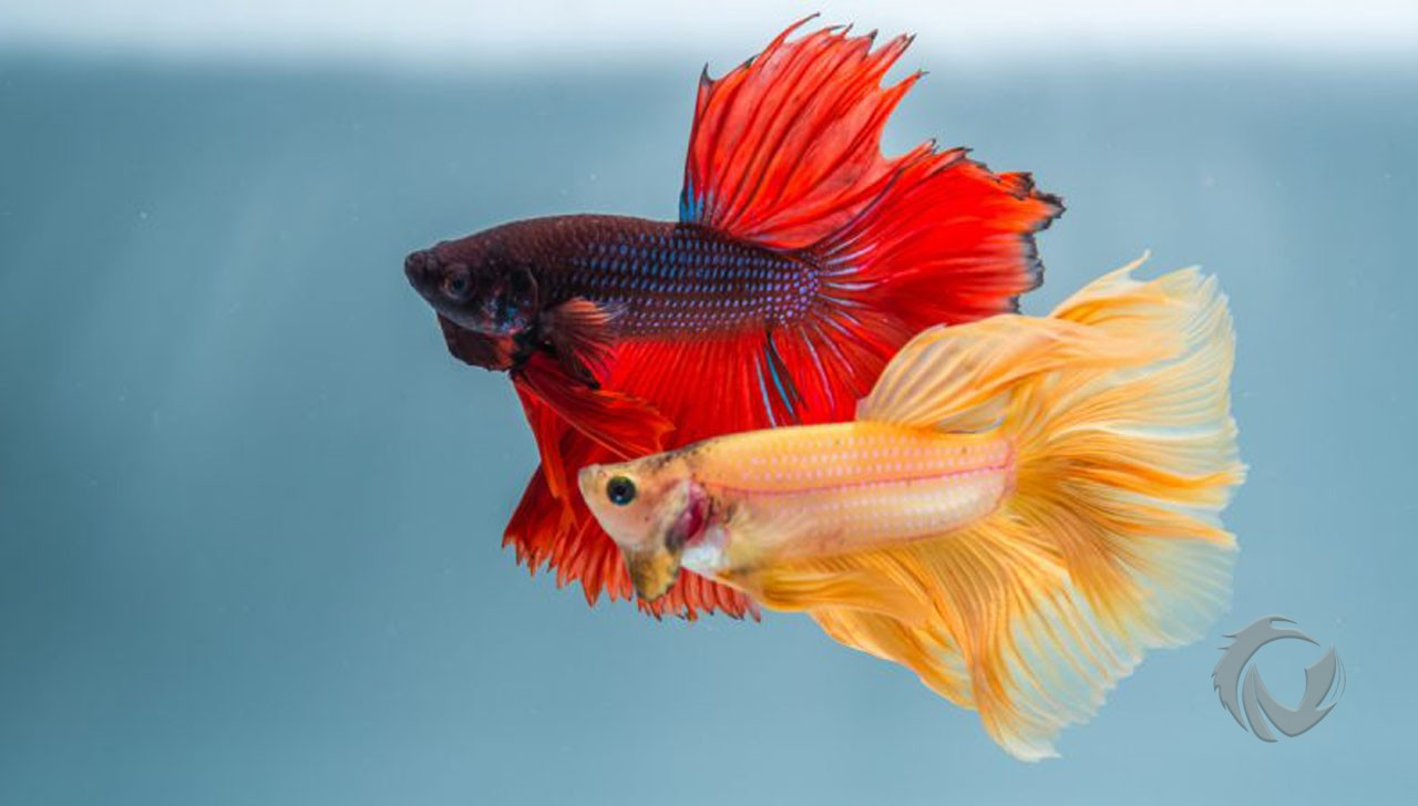 6 Cara Rawat Ikan Cupang agar Sehat bagi Pemula