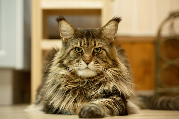 Capai Miliaran Rupiah, 8 Kucing Termahal Di Dunia