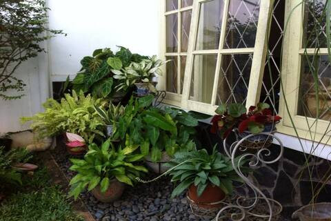 Mau Tumbuhan Tetap Segar di Musim Panas? Ini 7 Cara Merawatnya