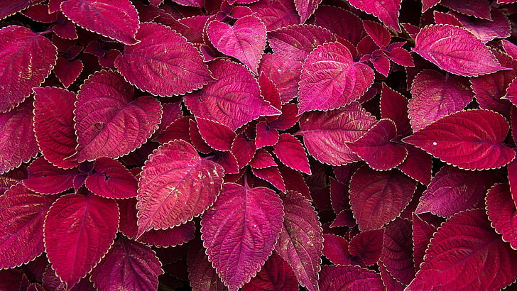 Jarang Diketahui, Ini Manfaat Daun Shiso Merah Untuk Kesehatan