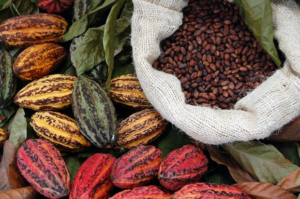 Atasi Risiko Pekerja Anak Dalam Industri Kakao, Nestle Umumkan Rencana Inovatif