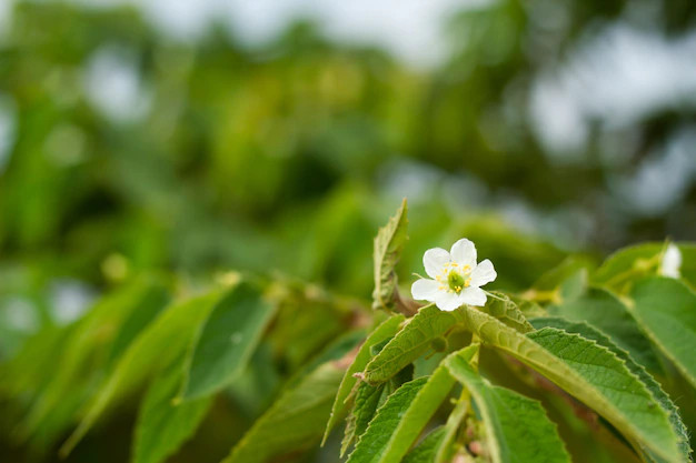 Kaya Nutrisi, 6 Manfaat Daun Kersen Untuk Kesehatan