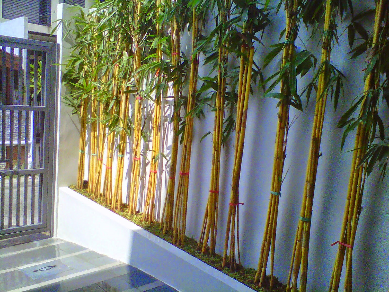 Jarang Diketahui, 8 Manfaat Bambu Kuning Untuk Kesehatan