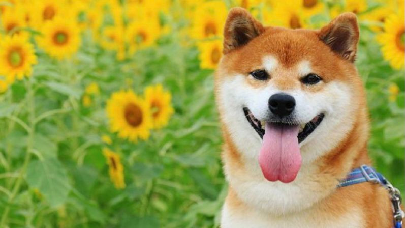 6 Fakta Menarik Shiba Inu, Anjing Lucu Dari Negera Jepang