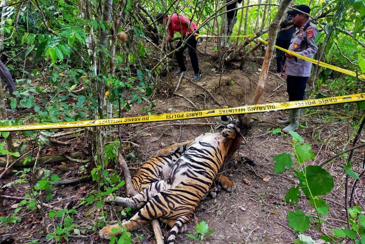 3 Harimau Sumatera yang Dilindungi, Mati Terkena Jerat...