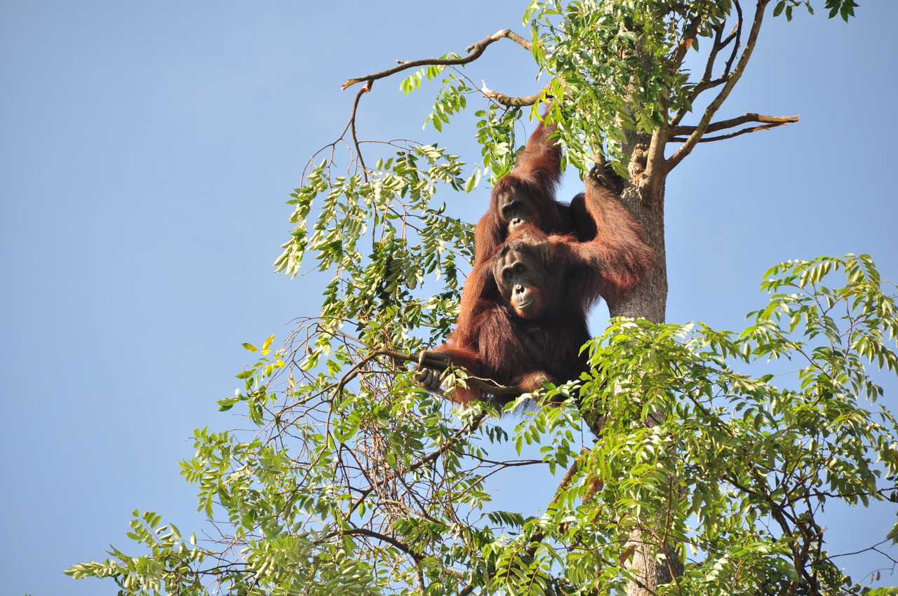 Implementasi Program Konservasi Orangutan, Turunkan Potensi Konflik Dengan Manusia