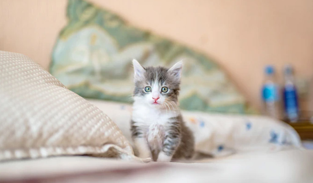 Ingin Adopsi Anak Kucing Tanpa Induk? Intip 5 Cara Mudah Merawatnya