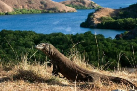 Tuai Kontroversi, Tarif Baru Masuk Pulau Komodo Resmi Ditunda Hingga Januari 2023