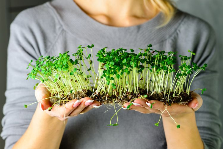 Pakai Teknik Microgreen Untuk Aktivitas Berkebun Di Rumah Bersama Keluarga