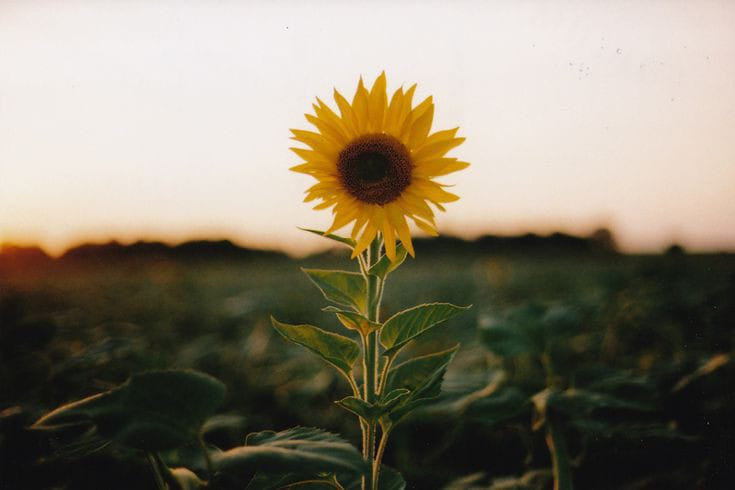 Menarik! Ini 5 Fakta Bunga Matahari Yang Jarang Diketahui