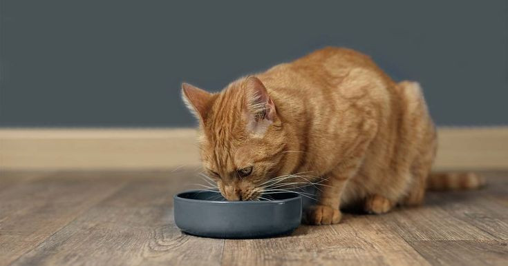 7 Makanan Yang Sebaiknya Tidak Diberikan Untuk Kucing Peliharaan