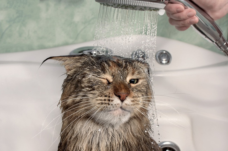 Yuk, Ketahui 5 Alasan Kucing Takut Air