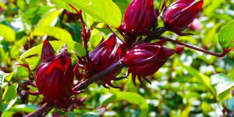 5 Manfaat Bunga Rosella Bagi Kesehatan