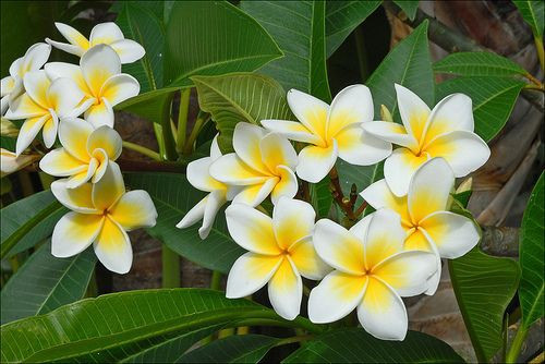 6 Manfaat Tak Terduga Bunga Kamboja Untuk Kecantikan