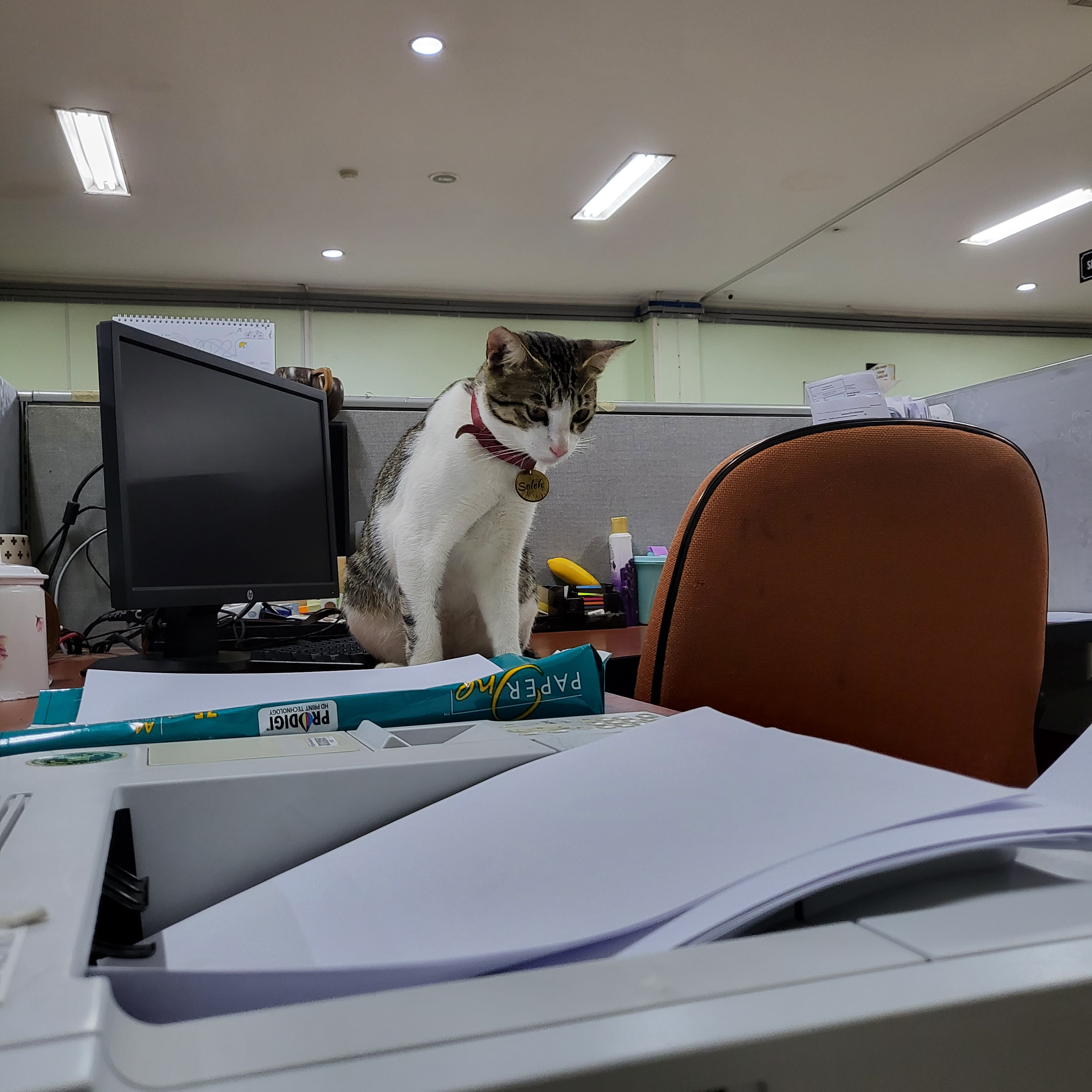 Soleh Si Kucing Jadi Pegawai Kantor Pajak Serpong, Apa Tugasnya?