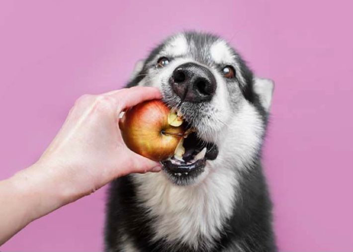 5 Makanan Manusia Yang Boleh Dikonsumsi Anjing, Tak Selalu Daging