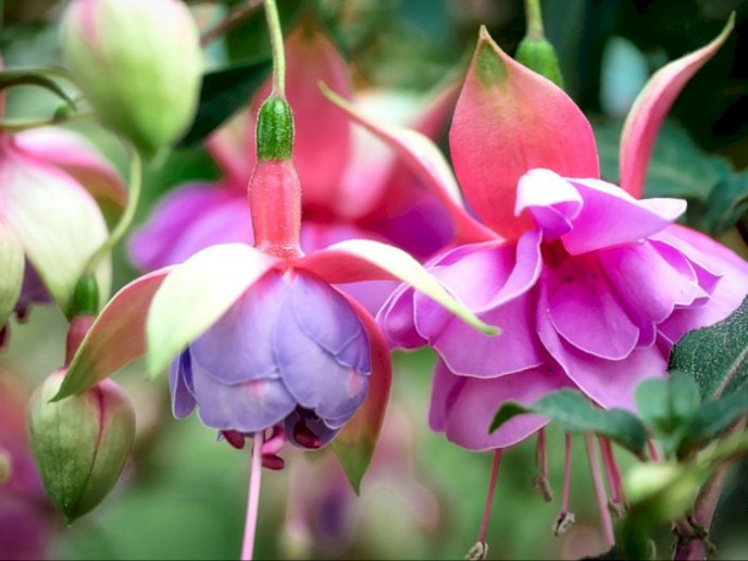 7 Jenis Bunga Yang Cocok Ditanam Saat Musim Hujan