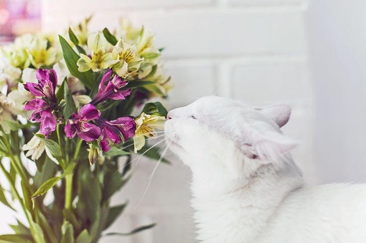 Hindari! Ini 5 Jenis Tanaman yang Berbahaya bagi Hewan Peliharaan