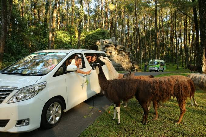 Viral Singa Tabrak Mobil, 6 Tips Liburan Aman Ke Taman Safari Prigen