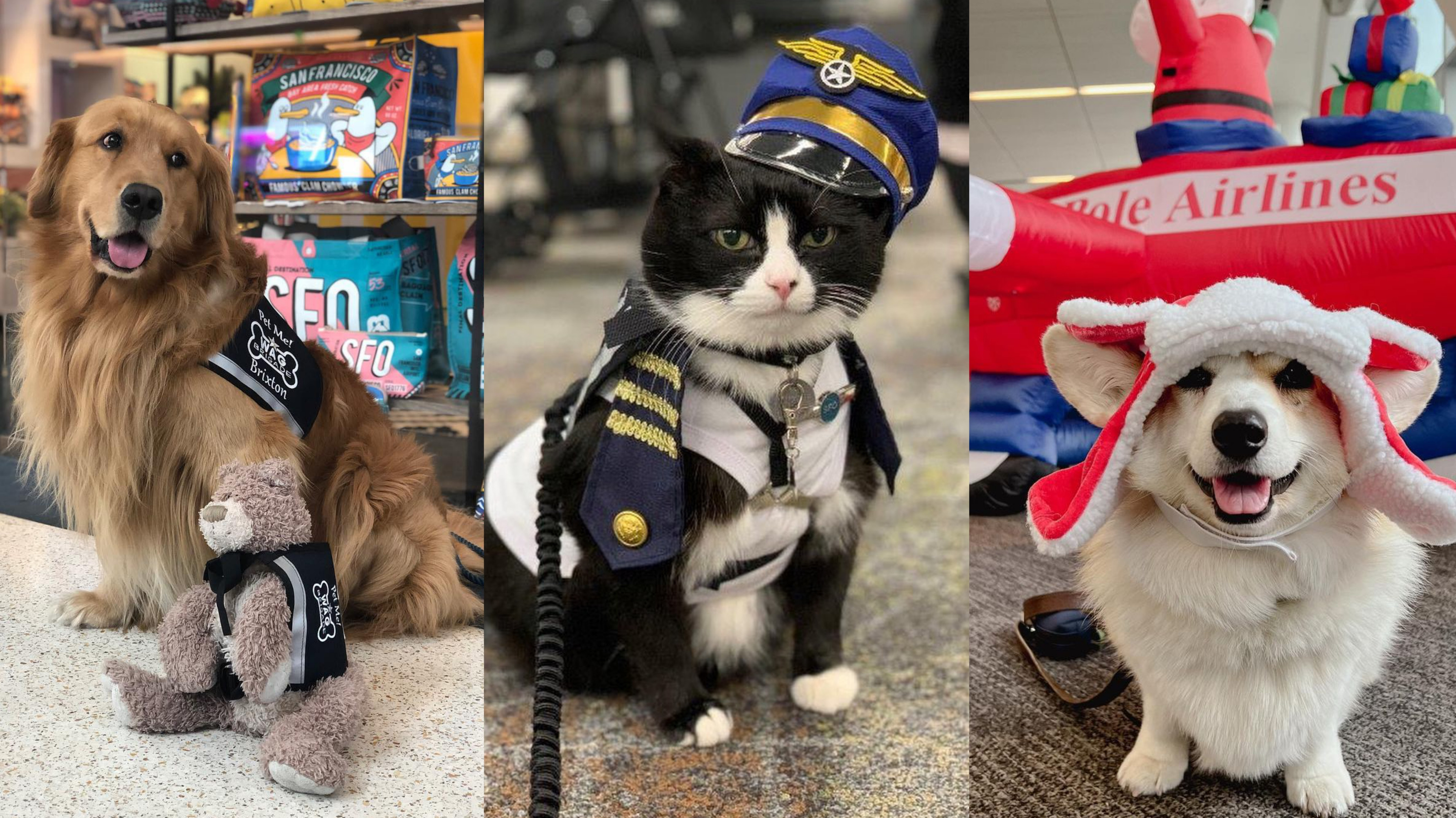 Gemas, San Francisco International Airport Hadirkan Hewan Sebagai Pet Therapy