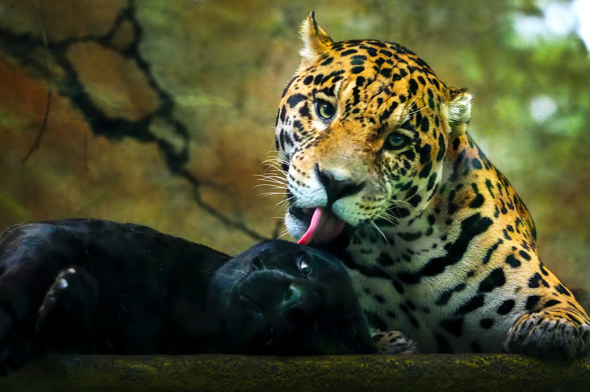 Lestarikan Cerita Dunia Satwa, TSI Gelar International Animal Photo & Video Competition