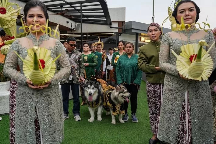 5 Fakta Pernikahan Mewah Anjing, Diberkati Romo hingga Habiskan Biaya Rp200 Juta