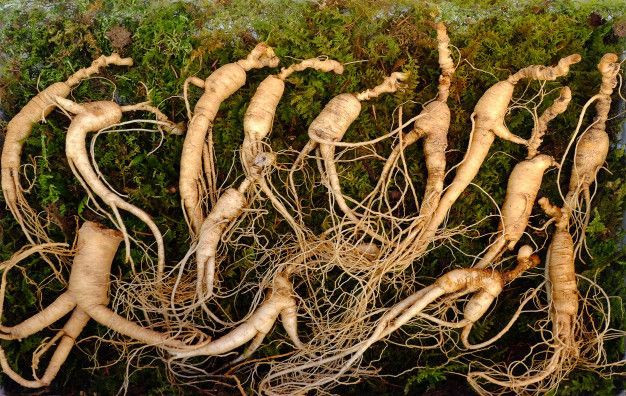 Bantu Tingkatkan Kolagen, Ini 7 Manfaat Ginseng Bagi Kecantikan