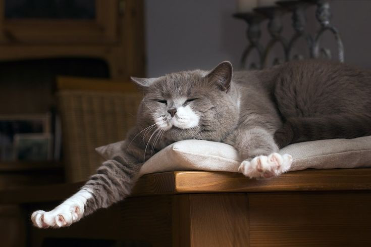 Ternyata Ini 6 Alasan Kucing Hobi Tidur, Sudah Tahu?