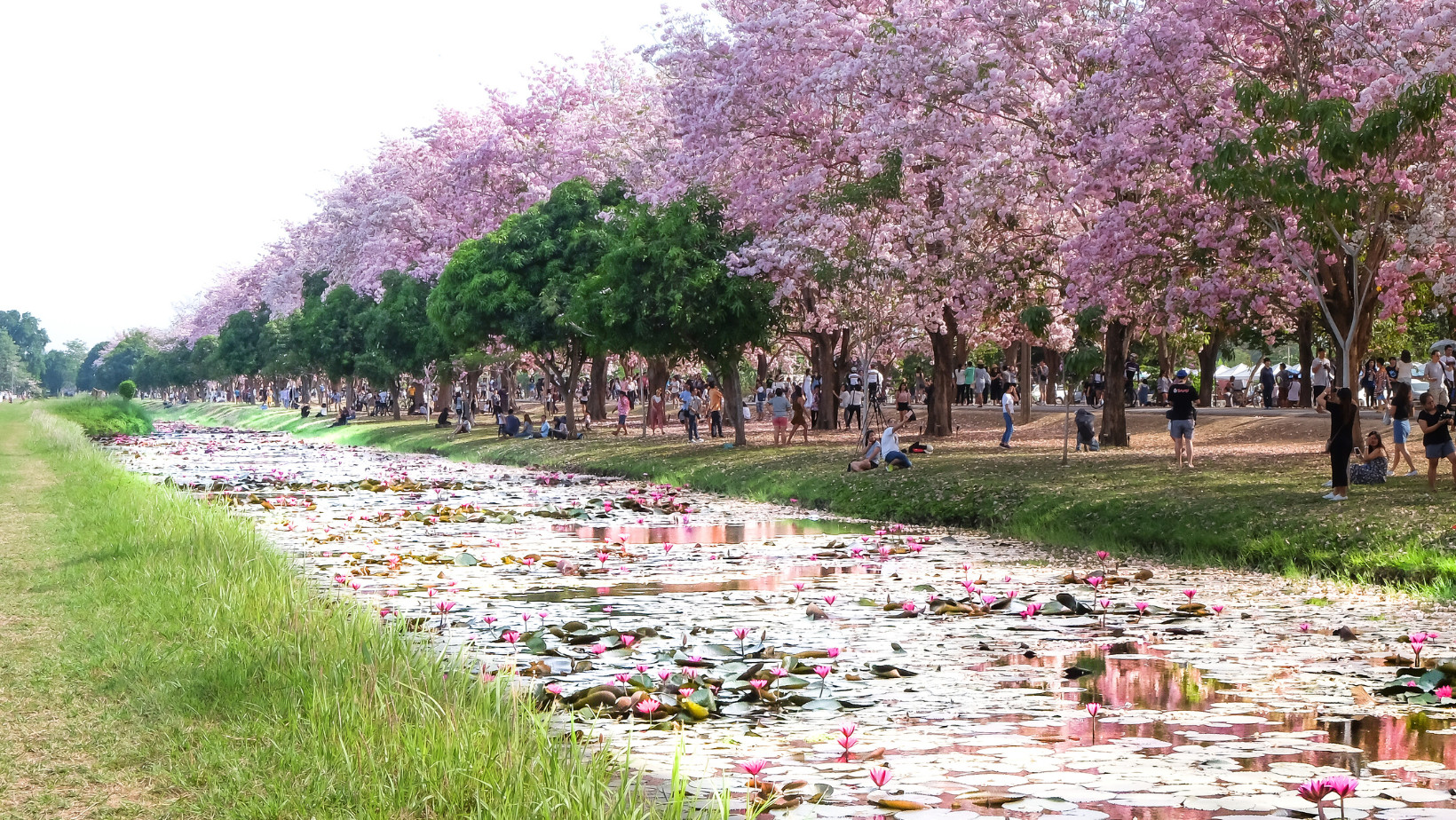 Karakteristik Bunga Tabebuya Yang Tumbuh Di Daerah Tropis