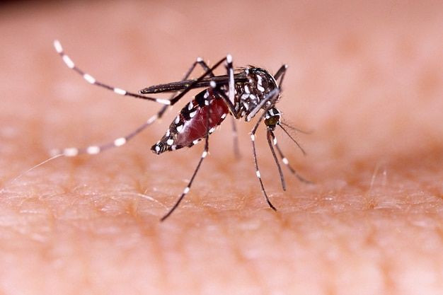 7 Tanaman Bantu Usir Nyamuk Penyebab Demam Berdarah