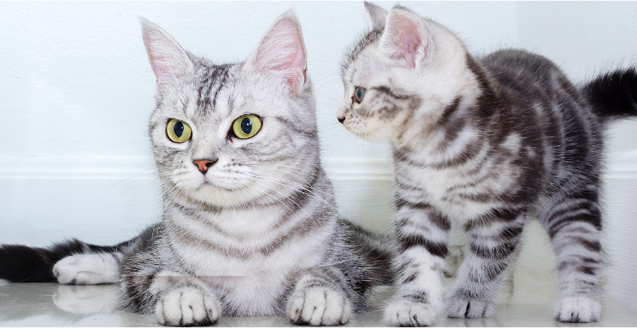 Mengenal American Shorthair, Salah Satu Kucing Cerdas Dan Mudah Bergaul