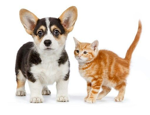 Ketahui Pentingnya Nutrisi Untuk Anabul, Kunjungi Booth Royal Canin Di Pet Expo 2024