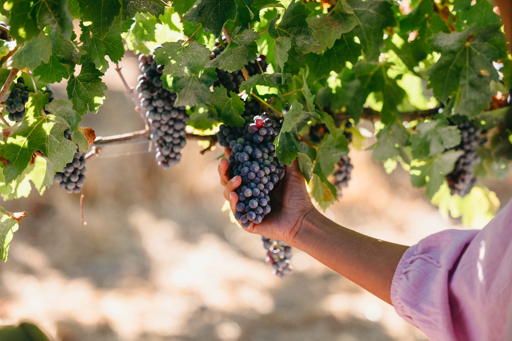 Berkenalan dengan Citarasa Anggur Khas Australia Barat, Kelezatan yang Tiada Tara