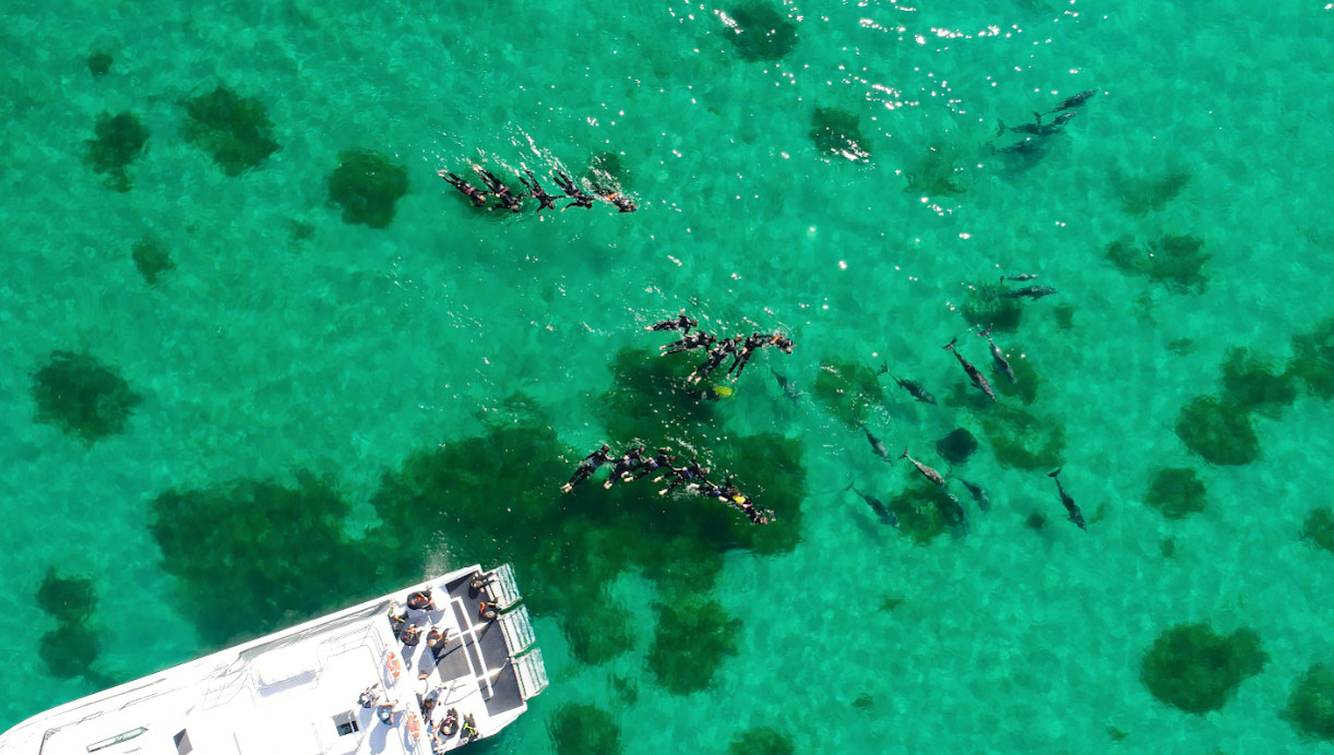 Serunya Berinteraksi dengan Satwa Liar di Alam Bebas Australia Barat