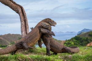 Taman Nasional Komodo Ungkap Kenaikan Harga Tiket Per 1 Agustus 2022