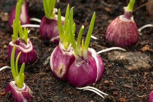 5 Cara Tanam Bawang Merah Tanpa Bibit dan Cara Panennya