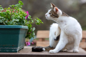 6 Cara Menghilangkan Kutu Kucing yang Efektif