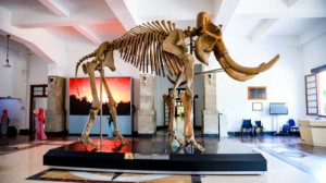 "Museum" Atau "Musium"? Manakah Kata Baku yang Benar?
