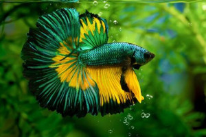 7 Jenis Ikan Hias Buat Peliharaan di Kolam dan Akuarium