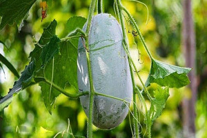 Banyak Nutrisi, Inilah 7 Manfaat Mengonsumsi Buah Kundur