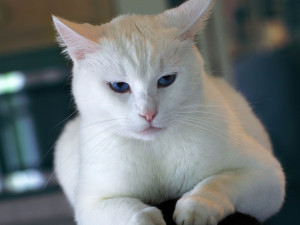 Ketahui Karakteristik Kucing Berdasarkan Warna Bulunya