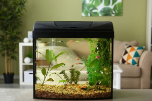 5 Cara Membersihkan Kaca Aquarium dari Lumut