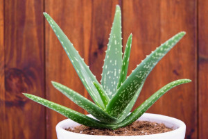 7 Jenis Tanaman Obat Berkhasiat yang Bisa Ditanam di Rumah