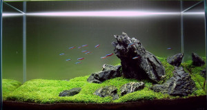 Cara Membuat Aquascape Secara Mudah dan Sederhana