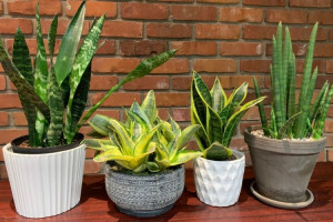 7 Jenis Sansevieria, Tumbuhan Pembawa Keberuntungan!